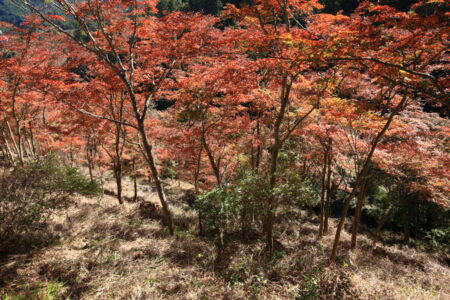 総合写真展入選