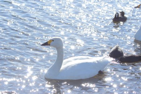 白鳥のコンテスト（川島町）